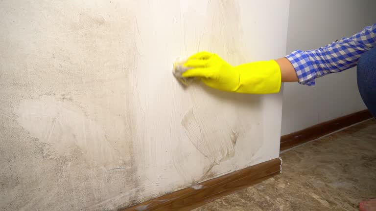 Best Biohazard Mold Removal  in Pocasset, MA