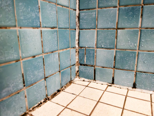 Best Mold Documentation for Insurance Claims  in Pocasset, MA