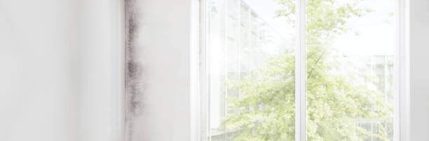 Pocasset, MA Mold Removal Company