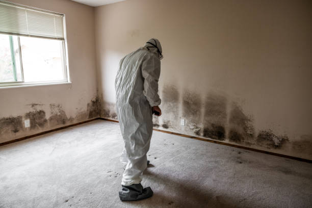 Best Post-Construction Mold Inspection  in Pocasset, MA