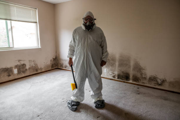 Best Mold Odor Removal Services  in Pocasset, MA