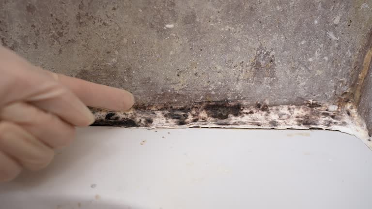 Mold Odor Removal Services in Pocasset, MA