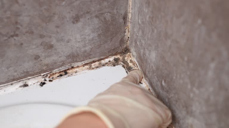Best Post-Remediation Verification Testing  in Pocasset, MA